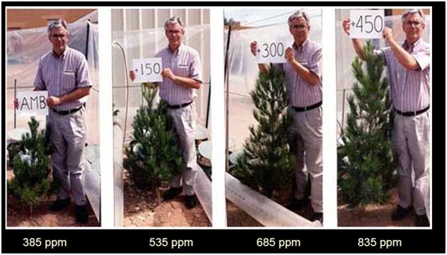 tree growth at co2 levels